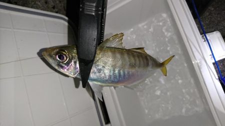 サーフアジング