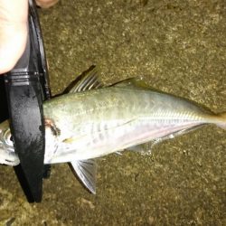 アジングからのイカ