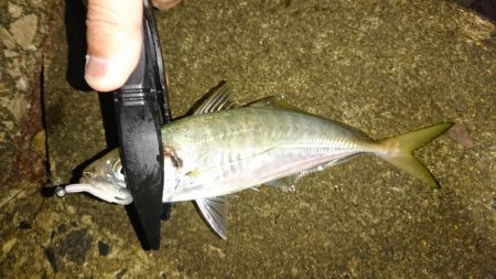 アジングからのイカ