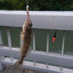 のんびりハゼ釣り