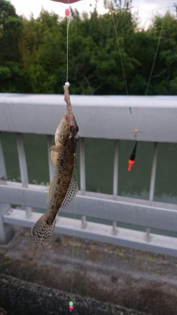のんびりハゼ釣り