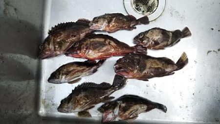 根魚の調査