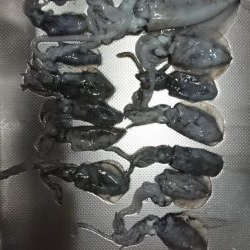 アオリイカ解禁日