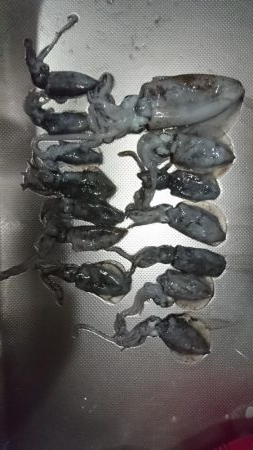 アオリイカ解禁日