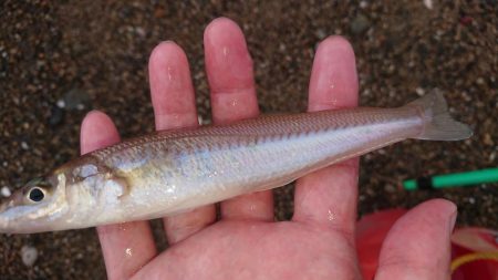 台風後のキス調査