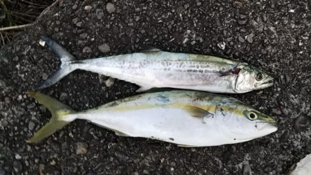 サーフショアジギ