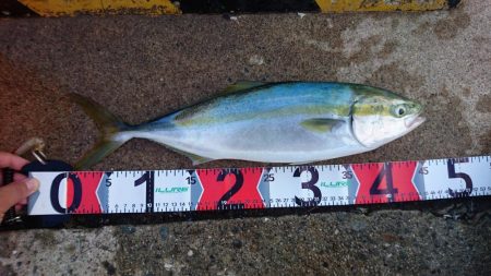 夜釣りガシラ～夜明け青物～