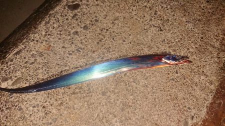 静岡県で初タチ