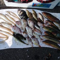 境水道で五目釣り