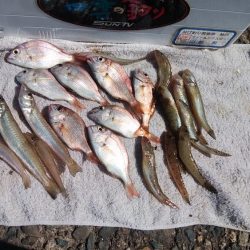 高砂港でハゼ入れ食い