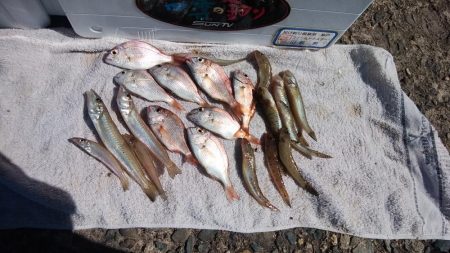 高砂港でハゼ入れ食い