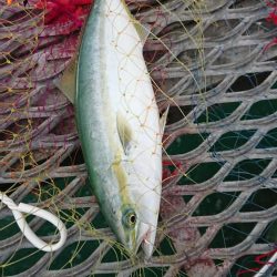 呑ませでツバス