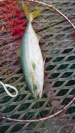 呑ませでツバス