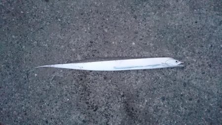 とにかく太刀魚（朝～夕方）