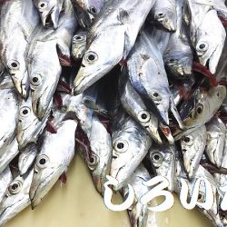 爆釣のタチウオ。