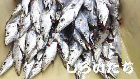 爆釣のタチウオ。