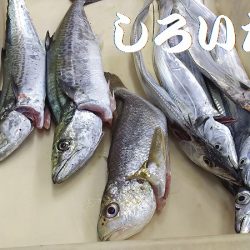 いろいろ釣れました。