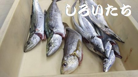 いろいろ釣れました。