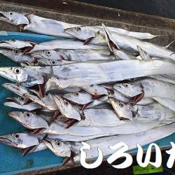 台風前にしぶいをタチウオ確保。