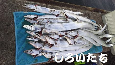 台風前にしぶいをタチウオ確保。