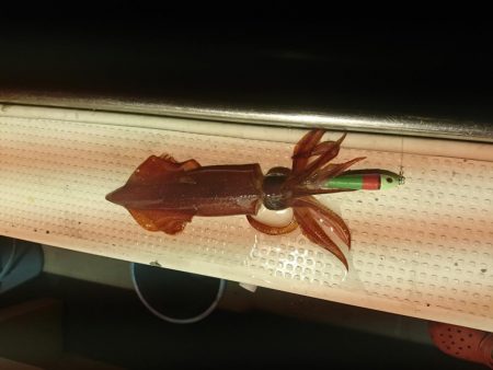 イカメタル納め