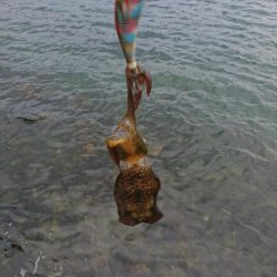 今年初の秋アオリ釣行