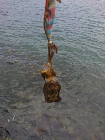 今年初の秋アオリ釣行