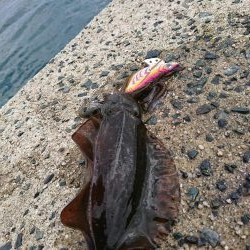 三連休初日エギング