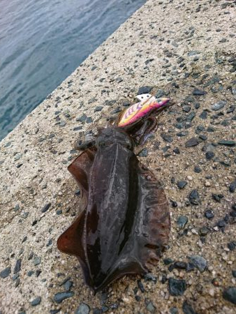 三連休初日エギング