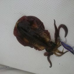 今年初のボートエギング…