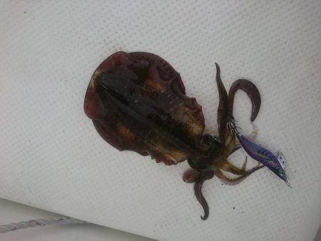 今年初のボートエギング…