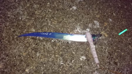 開幕？オカッパリタチウオ