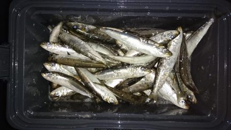サビキでイワシ釣り
