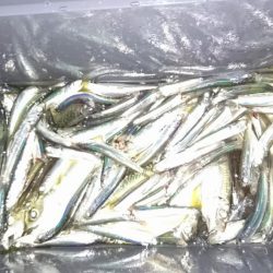 サビキ釣りでカタクチイワシ&アジ!