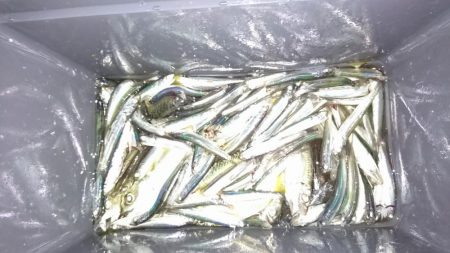 サビキ釣りでカタクチイワシ&アジ!