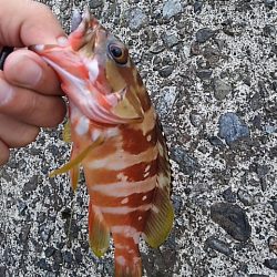 アナハゼだけは高活性