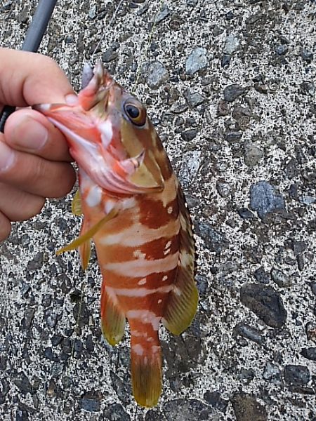 アナハゼだけは高活性