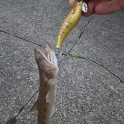 新子はいずこ？