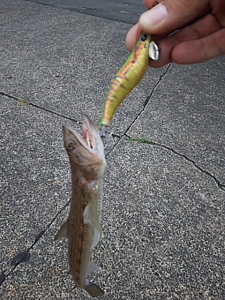 新子はいずこ？