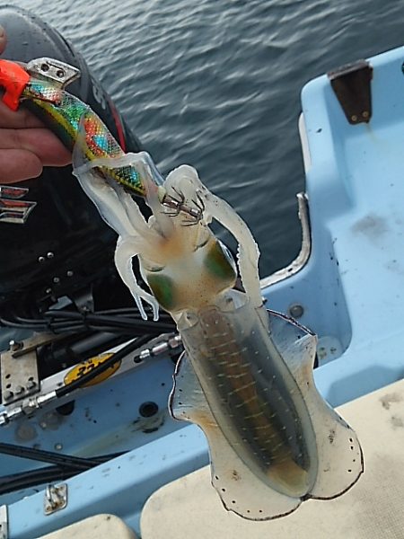 ﾃｨｯﾌﾟﾗﾝにて