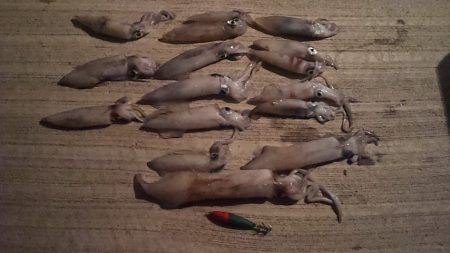 サゴシ　ウヨウヨ　ココロ　ポキポキ