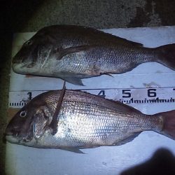 泳がせで初大鯛ゲット~~