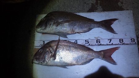 泳がせで初大鯛ゲット～～