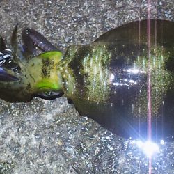 アオリ今年初釣行