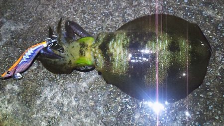 アオリ今年初釣行