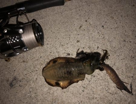 今年初の秋アオリイカ！