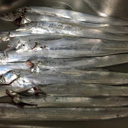 タチウオ入れ食い