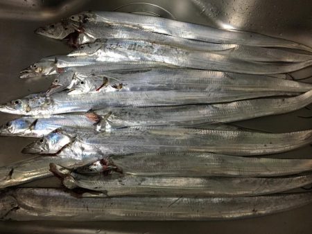 タチウオ入れ食い