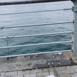 どじょう強し！