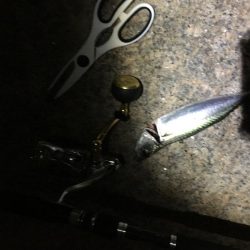 祭りの後にしれっと